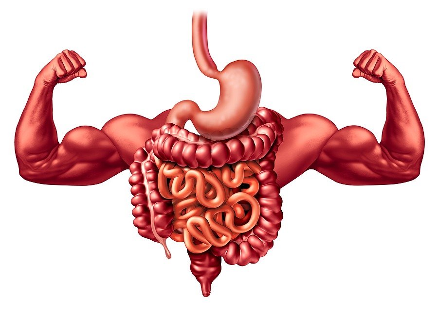 Supports a healthy gut barrier